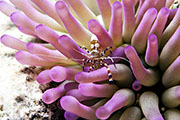The spotted cleaner shrimp (Periclimenes yucatanicus) is common to the Caribbean Sea