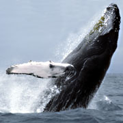 Whale Watching off the Coast of the Samana Peninsula