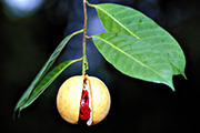 Nutmeg Fruit on a branch