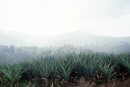 Pineapple Field in the North of Basse Terre