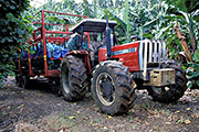 Tractor in a Banana Plantation
