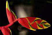 Heliconia Flower in the Diamond Botanical Gardens