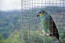 Caged Parrot at the West Coast