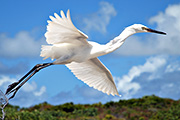 Snowy Egret taking-off on Grand Turk island