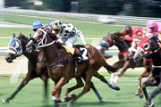 Horse Race at Garrison Savannah
