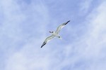 Royal Tern