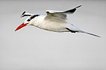 Royal Tern (Thalasseus maximus maximus) in winter plumage