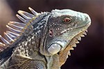 Green Iguana