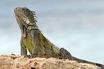 Green Iguana