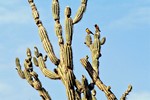 Trupial on a big Cactus