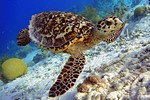 Hawksbill turtle swimming along the reef