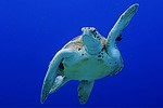 Turtle swimming in blue waters