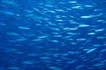 A School of small fish