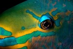 Parrot Fish