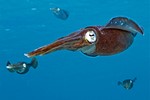 Inshore Arrow Squid
