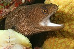 Goldentail Moray (Gymnothorax miliaris)
