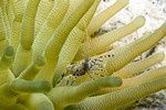 Spotted Cleaner Shrimp (Periclimenes yucatanicus)