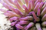 Spotted Cleaner Shrimp (Periclimenes yucatanicus)