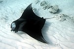 Manta Ray