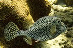 Puffer Fish