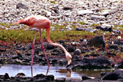 Caribbean flamingo at the flamingo sanctuary on Bonaire