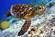 Hawksbill turtle swimming along tropical reef