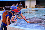 Sea Aquarium & Dolphin Academy