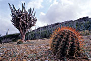 Curacao Cacti in the Christoffel National Park