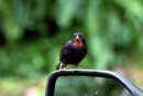 Birds in Guadeloupe arent shy