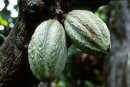 There is a Botanical Garden around the Rocks with cocoa beans