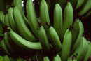 Bananas, not yet ripe
