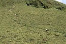 Mount Pelee