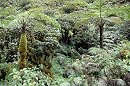 Mount Pelee