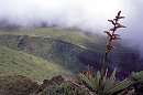 Mount Pelee