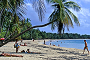Beatiful palm beach on Martinique