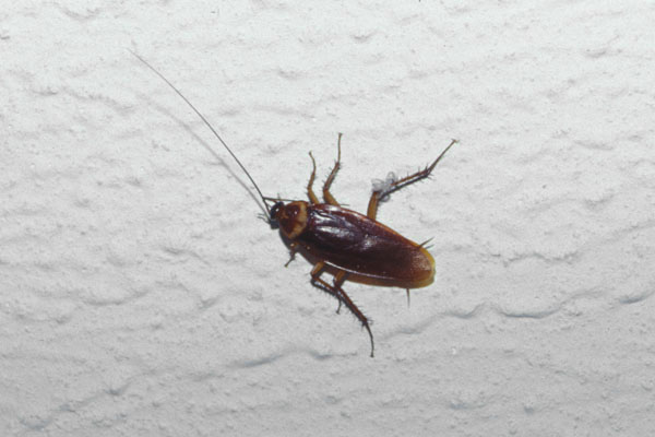 Cockroach in Jamaica