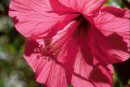 Hibiscus Blossom