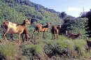 Goats at the country site