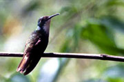 Hummingbird @ Asa Wright Nature Centre