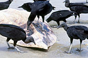 Turkey Vultures @ Northcoast Beach