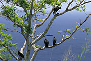 Turkey Vultures in a Tree